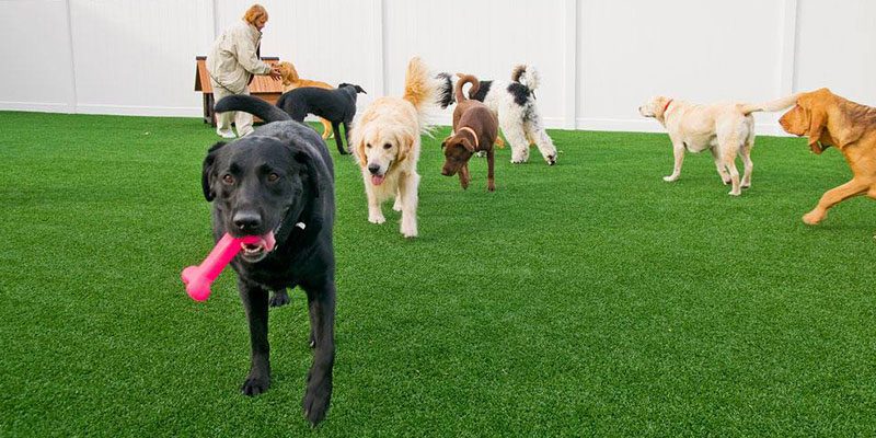 Is K9Grass Right for You?