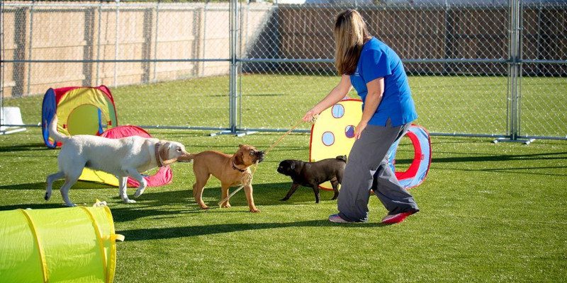 Artificial Grass for Dogs in Charlotte, North Carolina