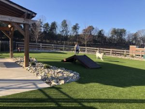 Health and Safety: Why Artificial Grass for Dogs Is Perfect