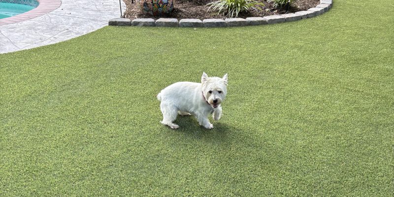 Dog Friendly Turf: Key Elements