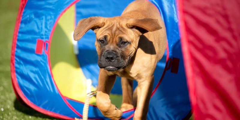 How Pet-Friendly Grass Can Change Playtime for You and Your Pet